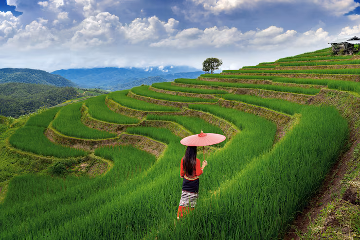 Bali Rice Terraces